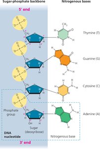 DNA nucleotide structure and base pairing