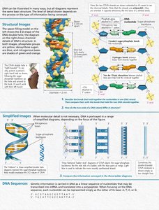 Structural and simplified images of DNA double helix