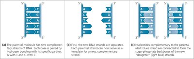 Base pairing and semiconservative replication diagram