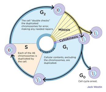 Detailed cell cycle diagram with checkpoints