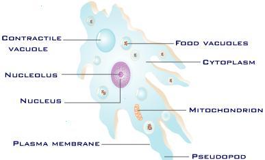 Specialized cells diagram