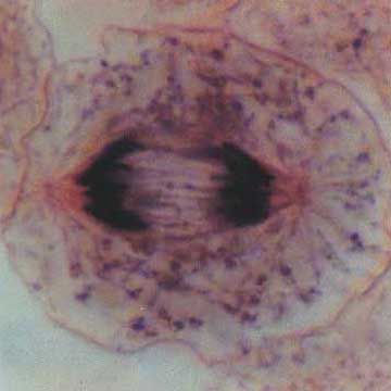 Anaphase in mitosis