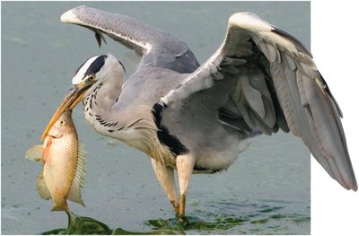 A bird eating a fish, illustrating carnivorous feeding