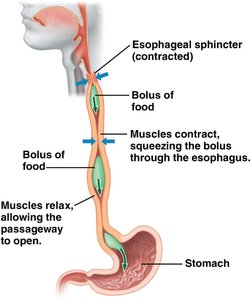 Peristalsis in the esophagus