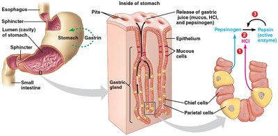 Stomach structure and secretion of gastric juice