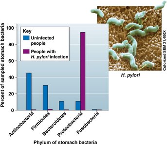Graph showing stomach bacteria and H. pylori infection