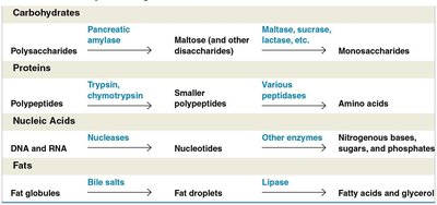 Table of enzymatic digestion in the small intestine