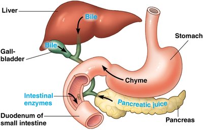 Liver, gallbladder, pancreas, and small intestine