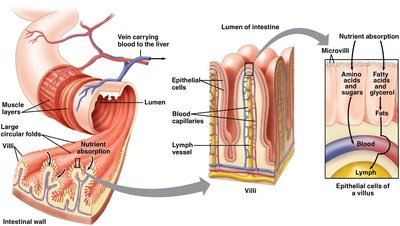 Structure of the intestinal wall and villi
