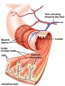 Close-up of villi in the small intestine