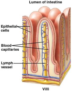 Microvilli and nutrient absorption in villi