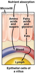 Hepatic portal vein and liver function