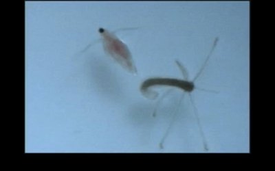 Hydra eating Daphnia, example of bulk feeding
