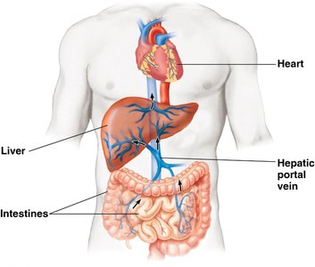 Large intestine structure and function