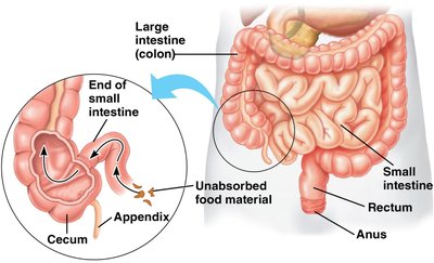 Comparison of carnivore and herbivore digestive tracts