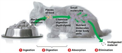 Diagram of the four stages of food processing in a cat
