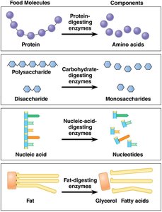 Enzymatic breakdown of food molecules into components