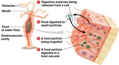Gastrovascular cavity and digestion in a hydra