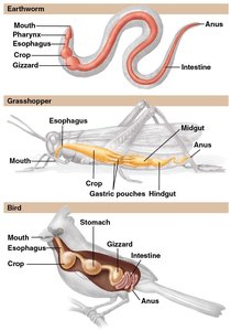 Alimentary canals in earthworm, grasshopper, and bird