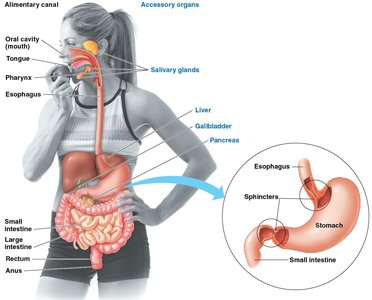 Diagram of the human digestive system