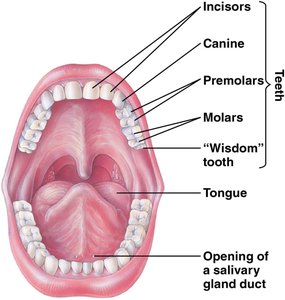 Anatomy of the human mouth and teeth