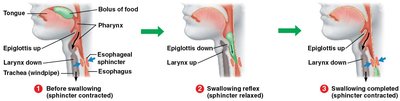 Swallowing reflex and movement of food