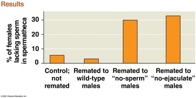 Bar graph showing sperm storage in fruit flies
