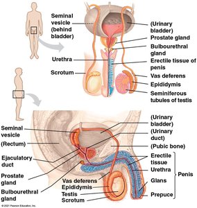 Human male reproductive anatomy
