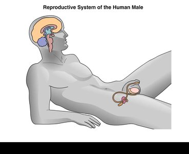 Diagram of male reproductive system and brain