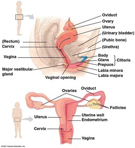 Human female reproductive anatomy
