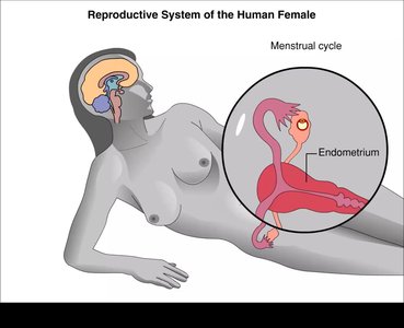 Diagram of female reproductive system and brain