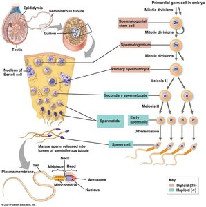 Spermatogenesis process