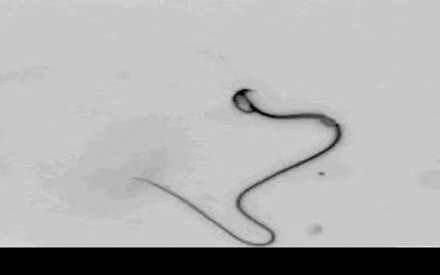 Motion of isolated flagellum