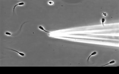 Flagellum movement in swimming sperm