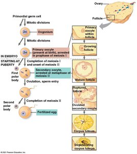 Oogenesis process