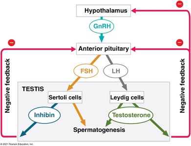 Hormonal feedback in male reproductive system