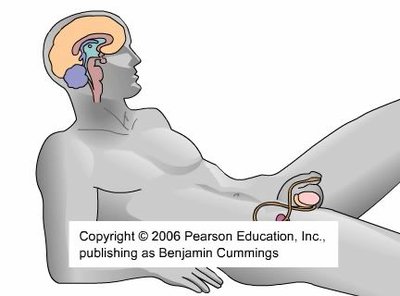 Hormonal control of the testes (alternate view)