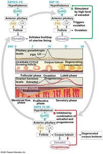 Hormonal regulation of ovarian and uterine cycles