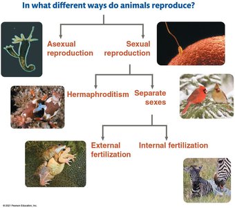 Diagram of animal reproductive strategies