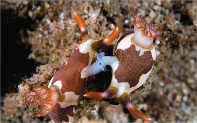 Hermaphroditic animals mating