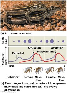 Whiptail lizard reproductive behavior and hormone cycles