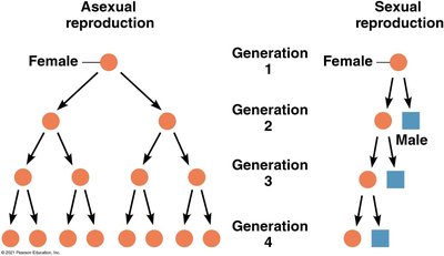 Comparison of asexual and sexual reproduction generations