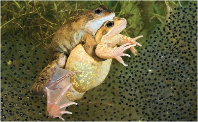 Frogs exhibiting external fertilization
