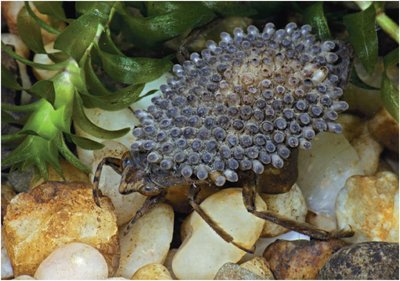 Parental care in aquatic insect