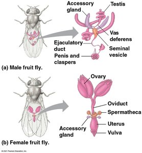 Male and female fruit fly reproductive anatomy