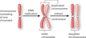 Diagram showing chromosome replication and separation of chromatids