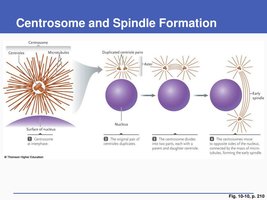 Centrosome and spindle formation during mitosis