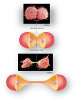 Cytokinesis in animal cells: cleavage furrow and contractile ring