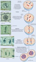 Comparison of mitosis in plant and animal cells