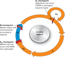 Diagram of cell cycle checkpoints
